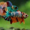 Multicolor/Galaxy Koi Plakat -16 weeks Old