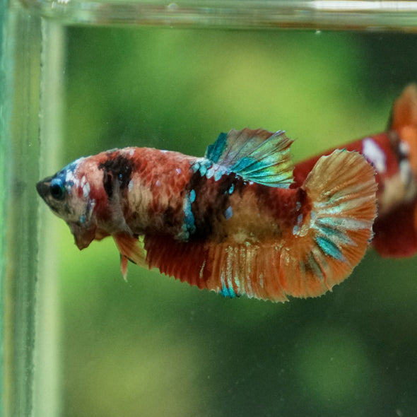 Multicolor/ Galaxy Koi Plakat- Female- 13 Weeks Old