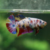 Pack of 2 Multicolored/Galaxy Koi Plakat - Female