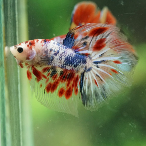 Galaxy/Candy Koi Halfmoon - 11 weeks old