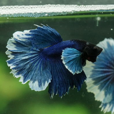 Dumbo Halfmoon - 12 weeks old