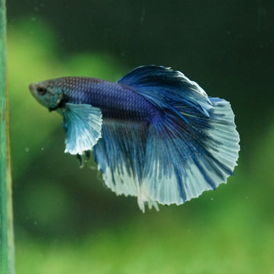 Dumbo Halfmoon - 11 weeks old