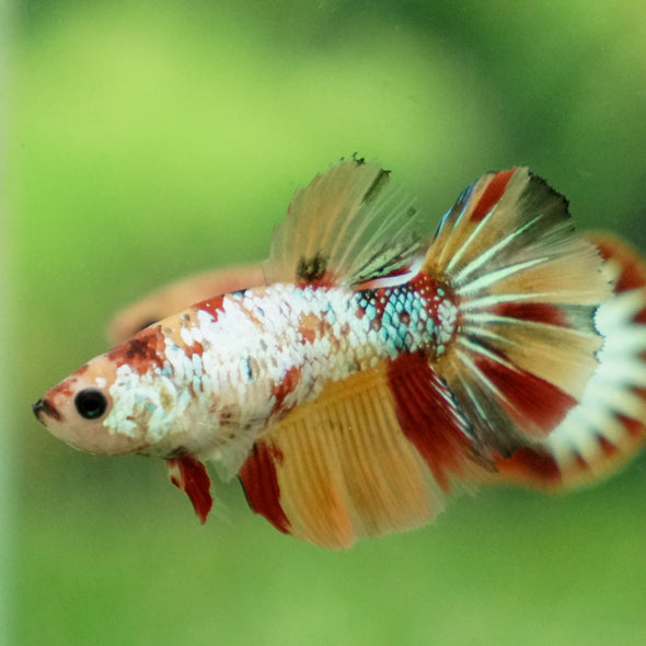 Multicolor/ Galaxy Koi Halfmoon- Female- 13 Weeks Old