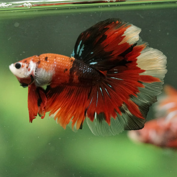Galaxy/Candy Koi Halfmoon - 14 weeks old