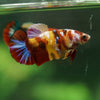 Multicolor/ Galaxy Koi Plakat- Female- 13 Weeks Old