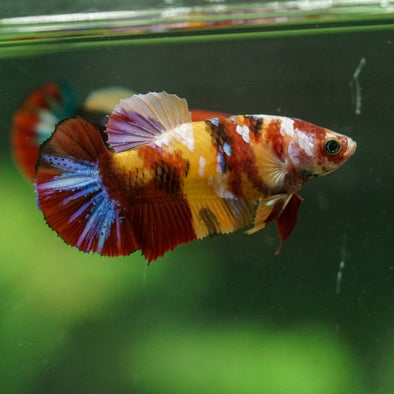 Multicolor/ Galaxy Koi Plakat- Female- 13 Weeks Old
