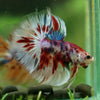 Galaxy/Candy Koi Halfmoon - 14 weeks old