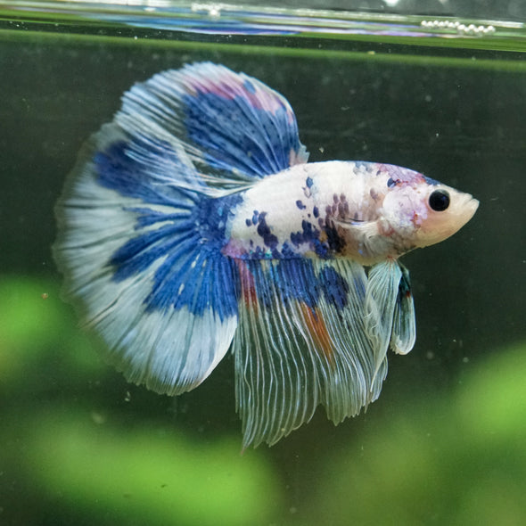 Galaxy/Candy Koi Halfmoon - 14 weeks old