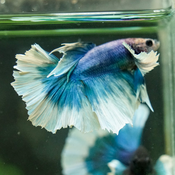Dumbo Halfmoon - 12 weeks old