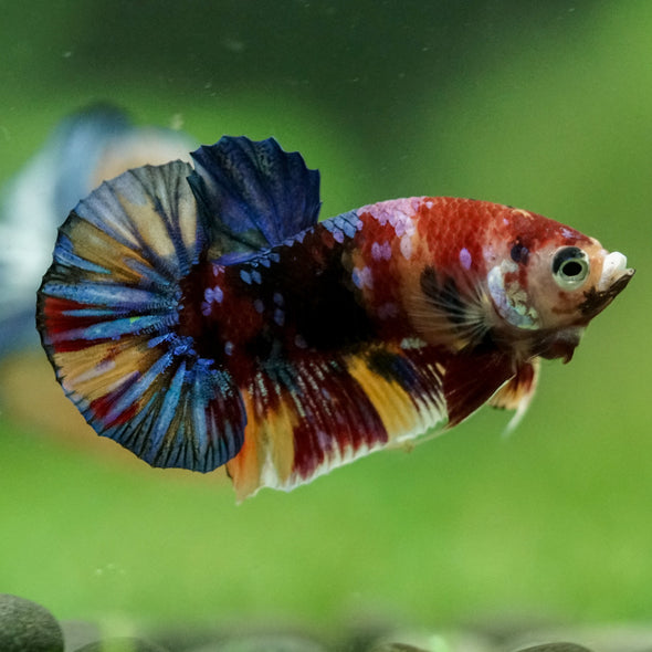 Multicolor/Galaxy Koi Plakat -11 weeks Old