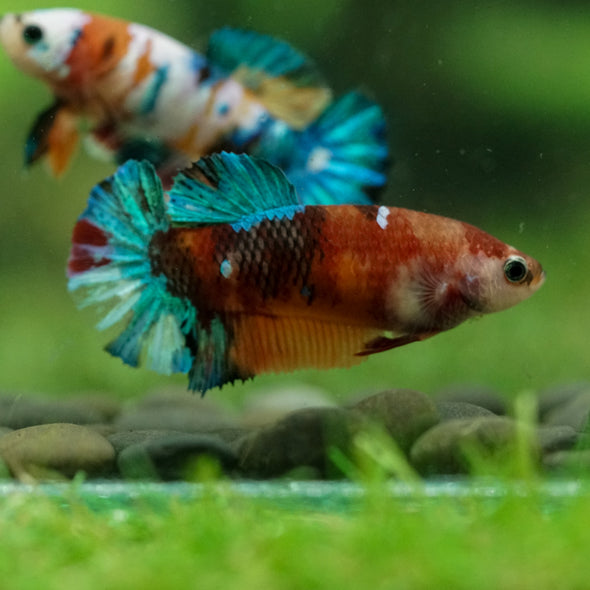 Multicolor/ Galaxy Koi Plakat- Female- 13 Weeks Old