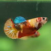 Multicolor/ Galaxy Koi Plakat- Female- 13 Weeks Old