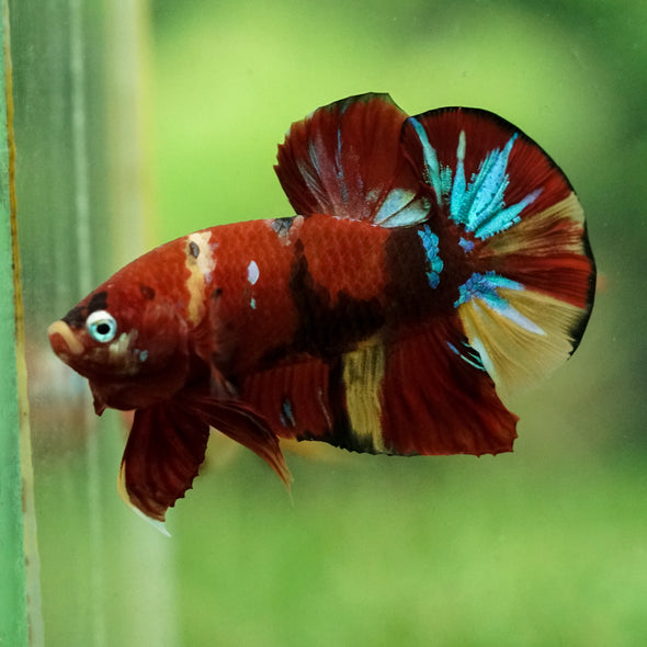 Multicolor/Galaxy Koi Plakat -15 weeks Old