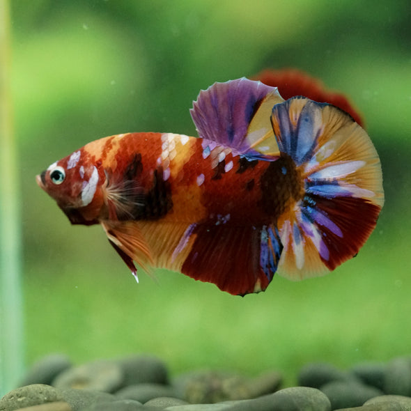 Multicolor/Galaxy Koi Plakat -16 weeks Old