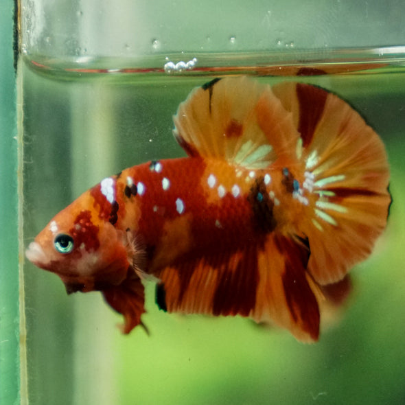 Multicolor/Galaxy Koi Plakat -13 weeks Old