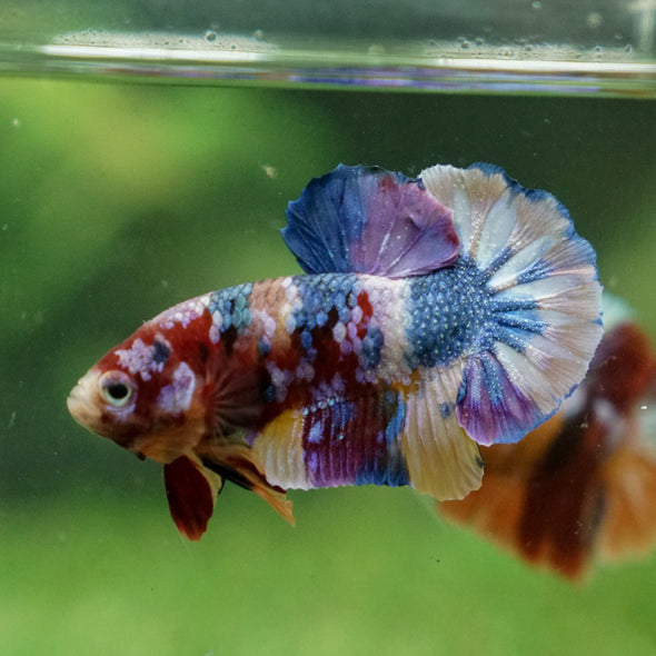 Multicolor/Galaxy Koi Plakat -13 weeks Old