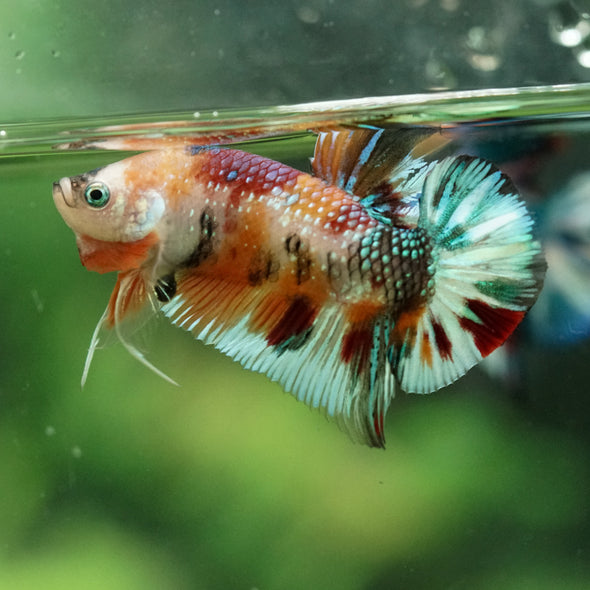 Multicolor/Galaxy Koi Plakat -16 weeks Old