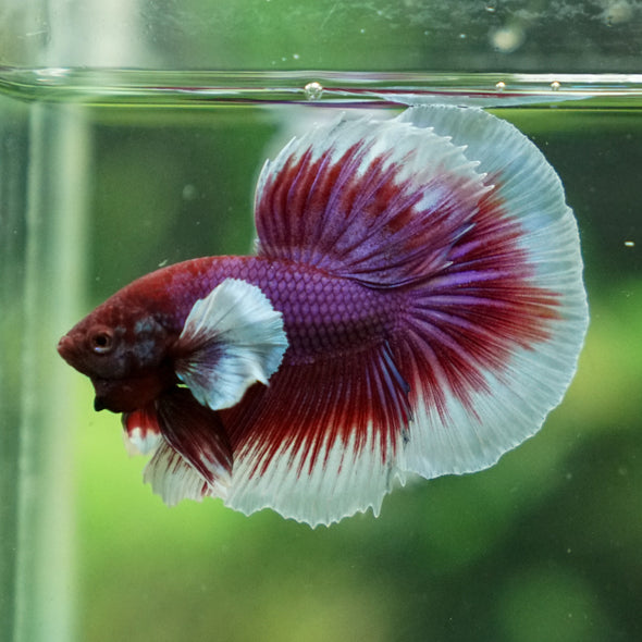 Dumbo Halfmoon - 13 weeks old
