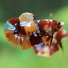Multicolor/Galaxy Koi Plakat -16 weeks Old
