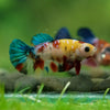 Multicolor/ Galaxy Koi Plakat- Female- 13 Weeks Old
