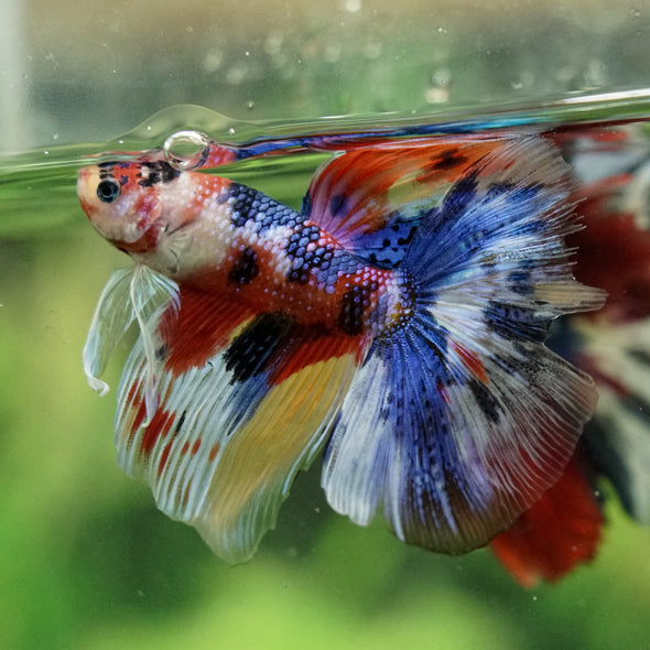 Galaxy/Candy Koi Halfmoon - 14 weeks old