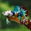 Multicolor/Galaxy Koi Plakat -16 weeks Old