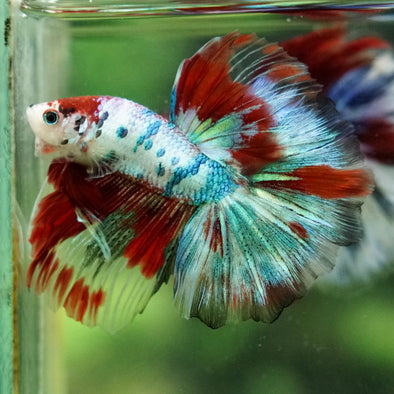 Galaxy/Candy Koi Halfmoon - 14 weeks old