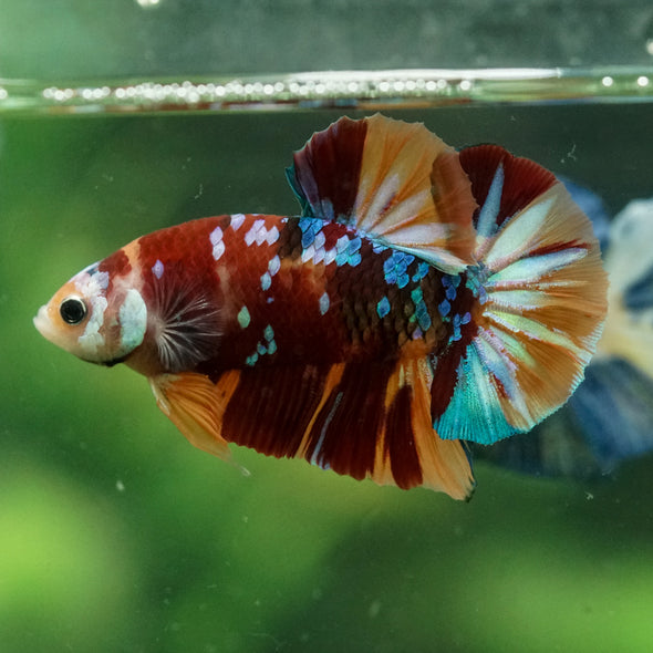 Multicolor/Galaxy Koi Plakat -14 weeks Old