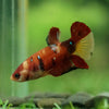 Multicolor/ Galaxy Koi Plakat- Female- 13 Weeks Old