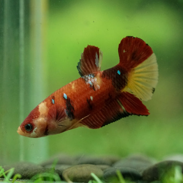 Multicolor/ Galaxy Koi Plakat- Female- 13 Weeks Old