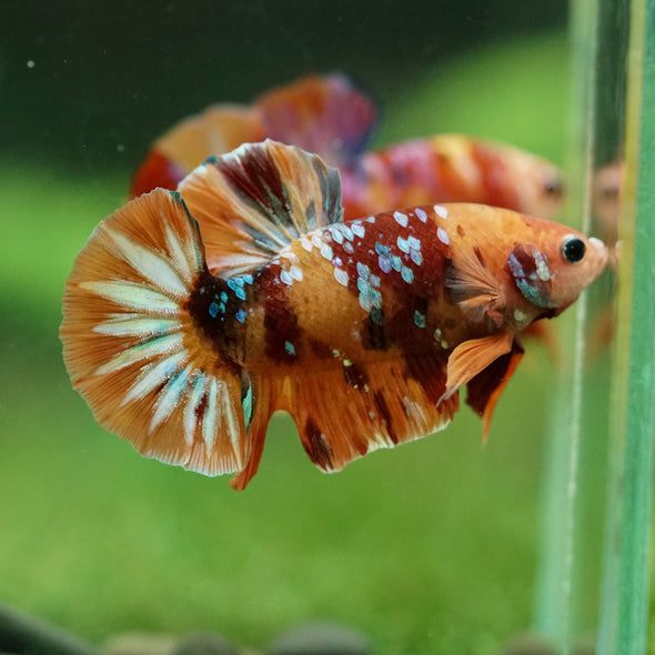 Multicolor/Galaxy Koi Plakat -16 weeks Old