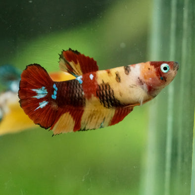 Multicolor/ Galaxy Koi Plakat- Female- 13 Weeks Old