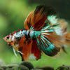 Galaxy/Candy Koi Halfmoon - 14 weeks old
