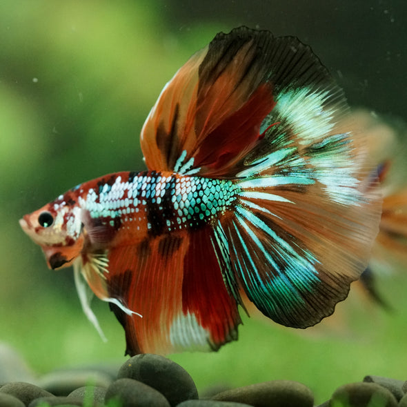 Galaxy/Candy Koi Halfmoon - 14 weeks old