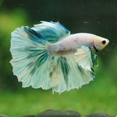 Dumbo Halfmoon - 12 weeks old