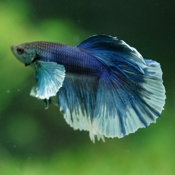 Dumbo Halfmoon - 11 weeks old