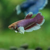 Dumbo Halfmoon - Female