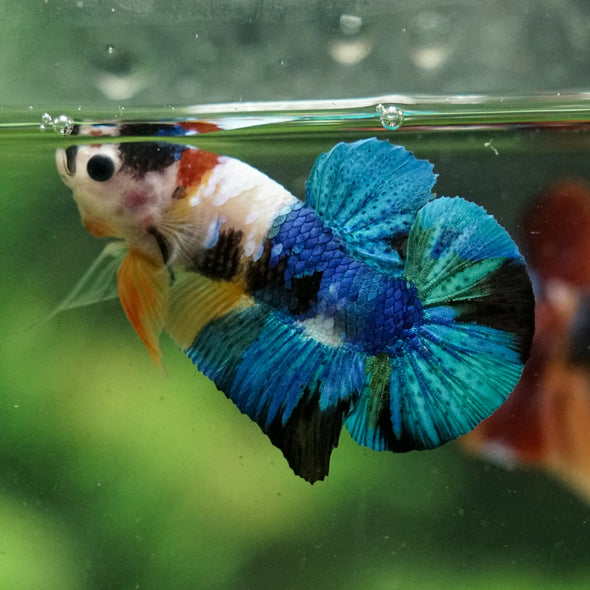 Multicolor/Galaxy Koi Plakat -16 weeks Old