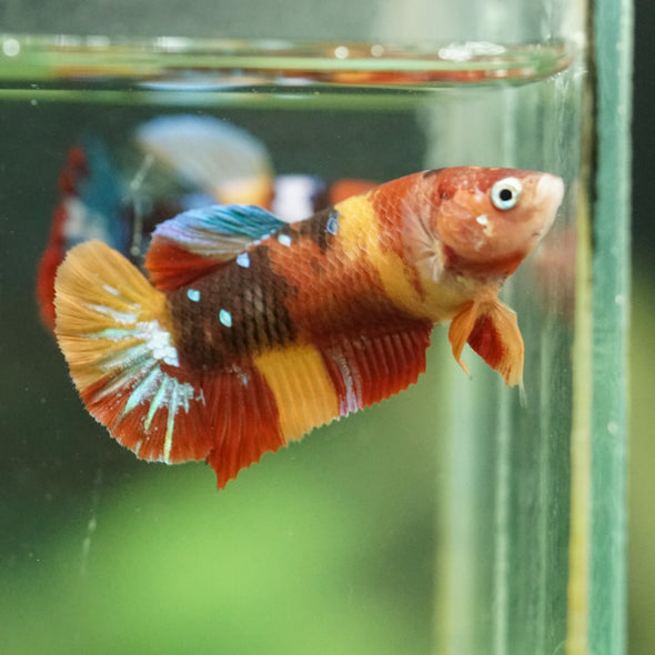 Multicolor/ Galaxy Koi Plakat- Female- 13 Weeks Old
