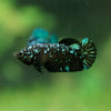 Black Galaxy Koi Plakat (Avatar) - Female- 13 Weeks Old