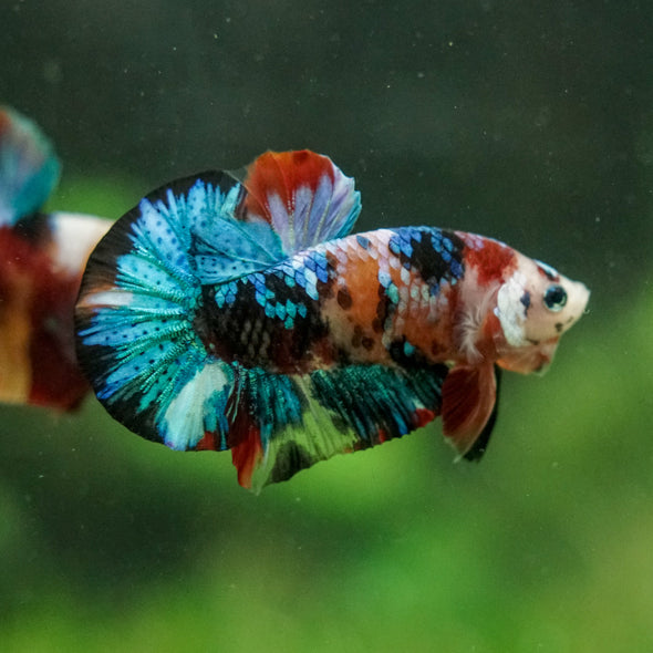 Multicolor/Galaxy Koi Plakat -16 weeks Old