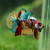 Multicolor/Galaxy Koi Plakat -16 weeks Old
