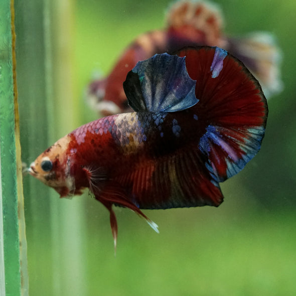 Multicolor/Galaxy Koi Plakat -11 weeks Old