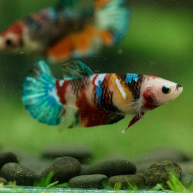 Multicolor/ Galaxy Koi Plakat- Female- 13 Weeks Old