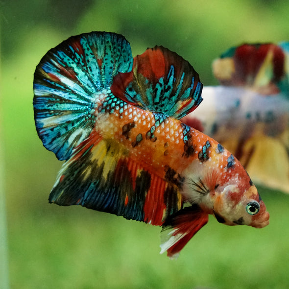 Multicolor/Galaxy Koi Plakat -16 weeks Old