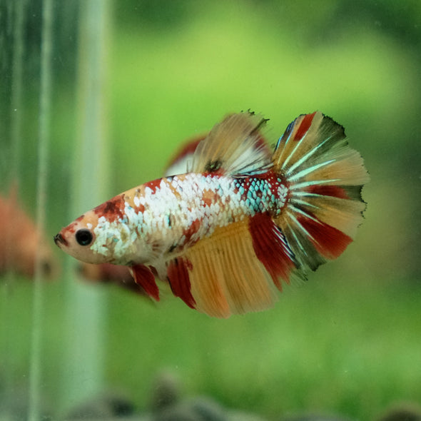 Multicolor/ Galaxy Koi Halfmoon- Female- 13 Weeks Old