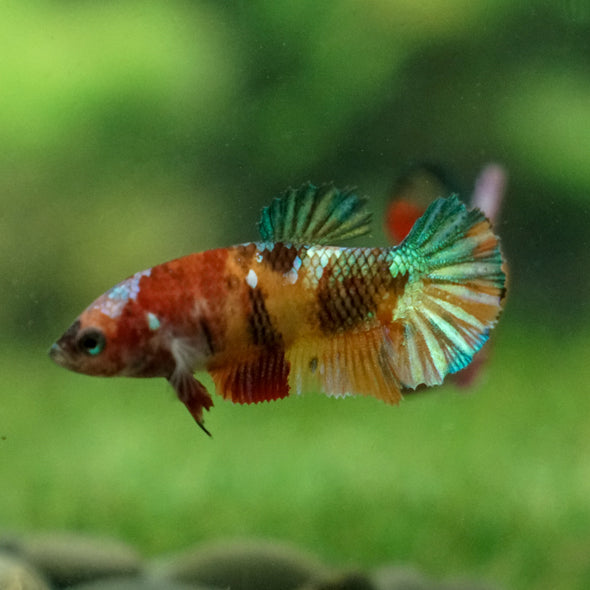 Multicolor/ Galaxy Koi Plakat - Female- 13 Weeks Old