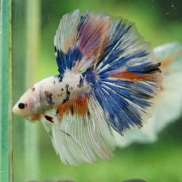 Galaxy/Candy Koi Halfmoon - 14 weeks old
