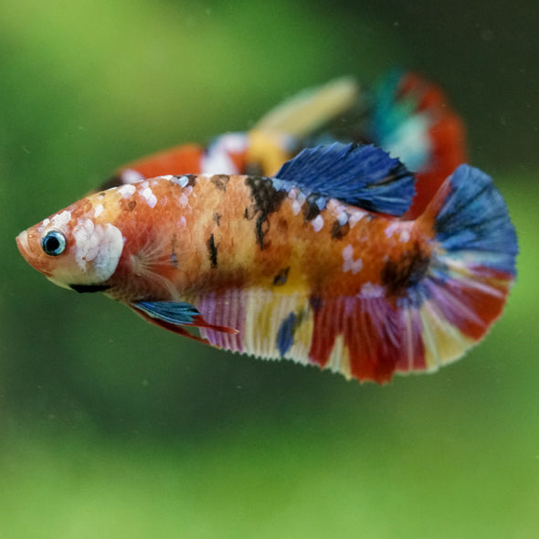 Multicolor/ Galaxy Koi Plakat- Female- 13 Weeks Old