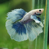 Dumbo Halfmoon - 12 weeks old